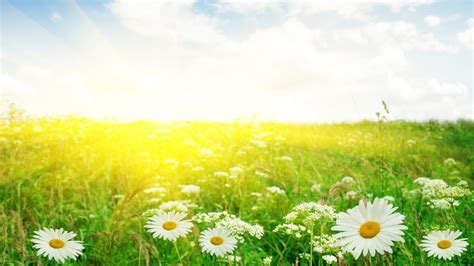 Sunshine and Flowers Wallpapers on WallpaperDog