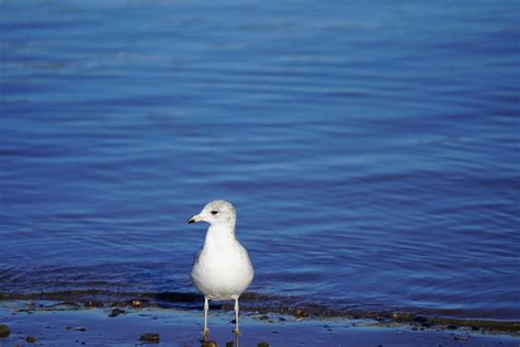 A Silver Gull on the Beach Shore · Free Stock Photo