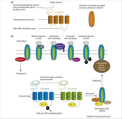 Proteins interacting with nicotinic acetylcholine receptors: expanding ...