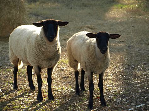 5+ Best Breeds of Sheep for a Small Farm - PetHelpful