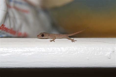 Asian house geckos are all over your home, and there's not much you can ...