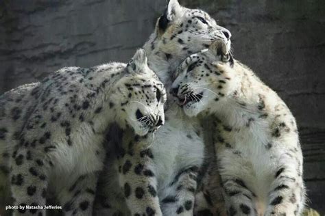 Snow leopard | Big animals, Snow leopard, Wild cats