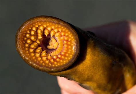 Sea Lamprey: The Vampire of the Great Lakes - Owlcation