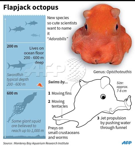 Dumbfounding Flapjack Octopus Facts You NEED To Know! - OctoNation - The Largest Octopus Fan Club!