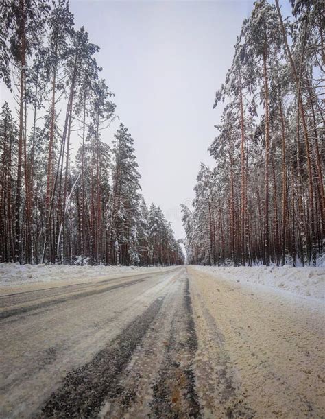 Winter Forest in Central Russia. Stock Image - Image of forest, russia: 109494673