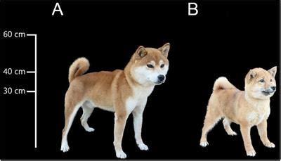 Frontiers | Whole Genome Sequencing Reveals Signatures for Artificial Selection for Different ...