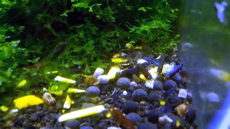 Blue Tiger Shrimp Aquarium | Blue Tiger Shrimp For Sale | Blue Tiger ...