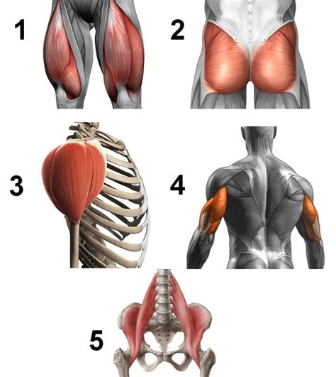 The Largest Muscles: Were We Wrong About Their Size? - Fitprince