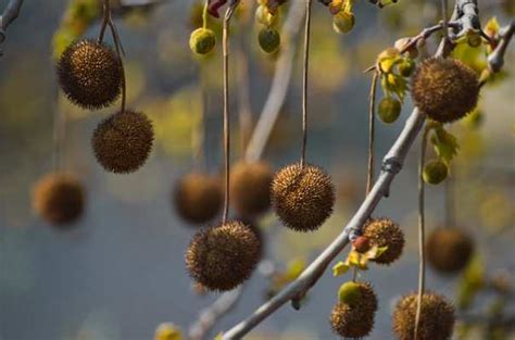 Types of Tree Seed Pods - Identification Guide With Pictures