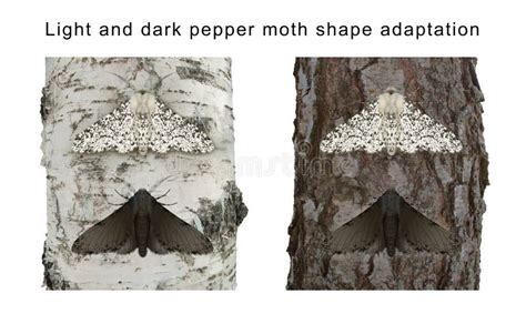 Directional Selection Peppered Moth