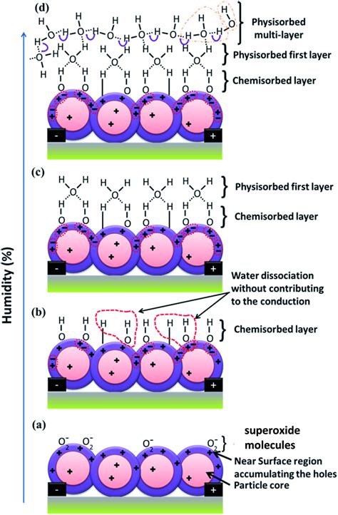 Model for the water molecule interaction and dissociation on the Cu2O... | Download Scientific ...