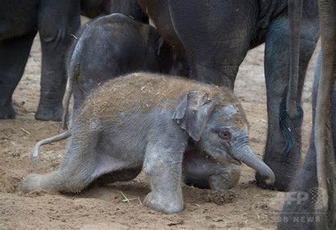 自力で立てる？ 生まれたばかりのゾウの赤ちゃん、ドイツ 写真6枚 国際ニュース：AFPBB News