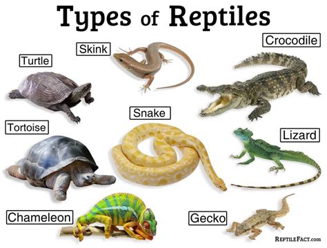 Top 135+ Reptiles animals meaning - Merkantilaklubben.org