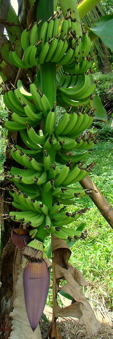 Discover-SriLanka: SRI LANKA - FRUITS [ BANANA - CAVENDISH ]