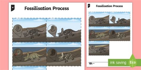 Fossilization Process Cards (Teacher-Made)