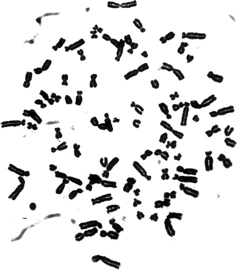 The human chromosomes are divided into 7 groups and "s-e-x" chromosomes ...