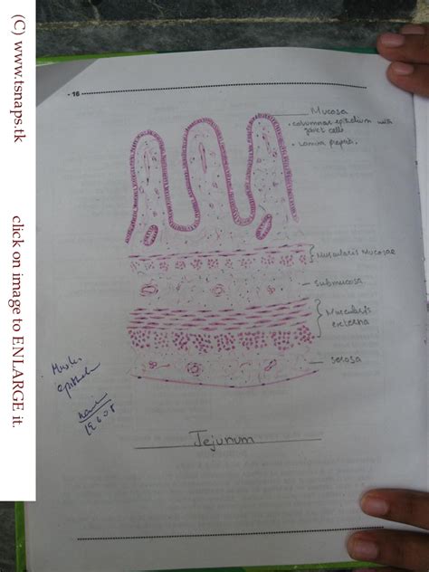 Histology Slides Database: histological diagram of jejunum