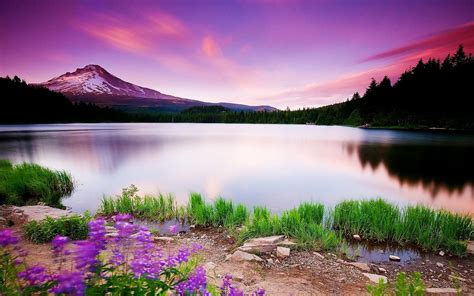 Lake Flowers Wallpapers - Top Free Lake Flowers Backgrounds - WallpaperAccess