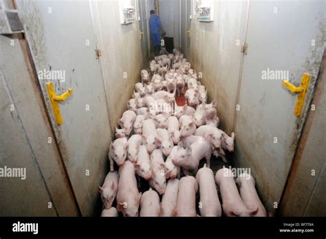 Factory porcine breeding in Brittany Stock Photo - Alamy