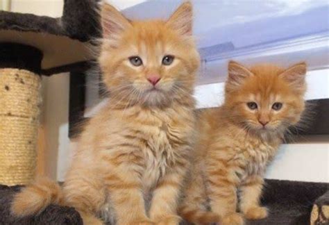 Adoption fees waived during 'Adopt a Shelter Cat Month' | ClarksvilleNow.com