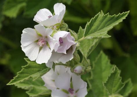 Common-marsh-mallow-plant – Gardens for Life