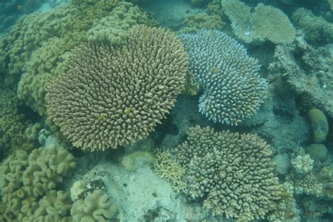 Great Barrier Reef: devastating images tell story of coral colonies' destruction | Great barrier ...