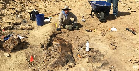 Museum palaeontologists to join new Jurassic dino dig in Wyoming ...