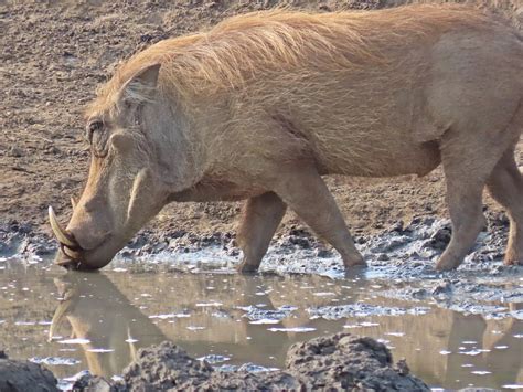 Warthog Common Watering - Free photo on Pixabay - Pixabay