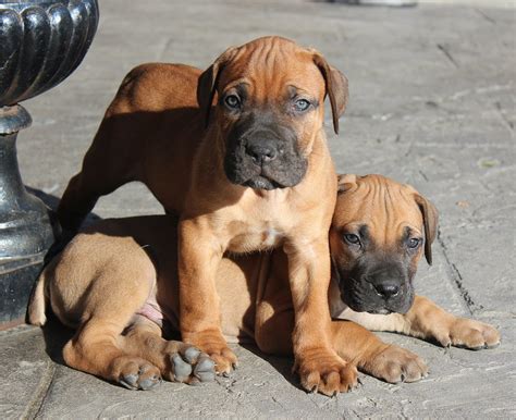 Boerboel Info, Temperament, Puppies, Pictures