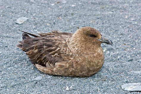 Brown Skua (Catharacta antarctica)