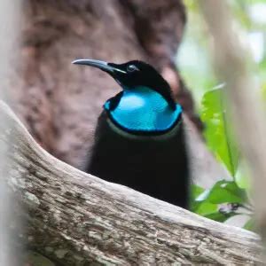 Magnificent riflebird - Facts, Diet, Habitat & Pictures on Animalia.bio