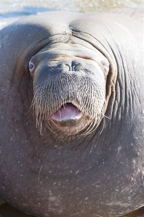 Walrus Close-up Isolated On White Stock Image - Image of mammal, nobody: 28708607