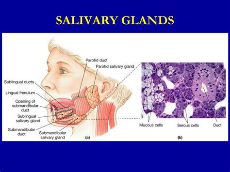 PPT - Secretory Functions of the Alimentary Tract (Secretion of Saliva) PowerPoint Presentation ...