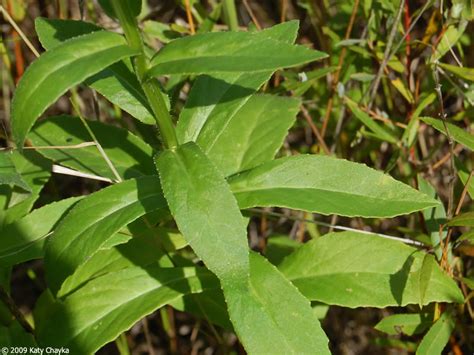 Lobelia siphilitica (Blue Lobelia): Minnesota Wildflowers