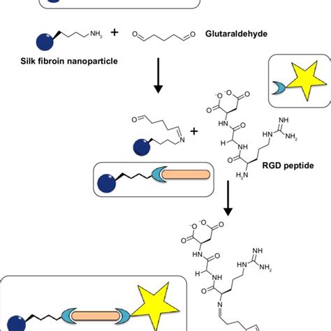 Effects of RGD-SFNs (1 mg/rat, intrarectally) in TNBS rat colitis on ...