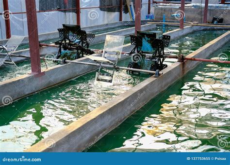 Spirulina Farm. Algae Farming for Producing Dietary Supplement Stock Image - Image of producing ...