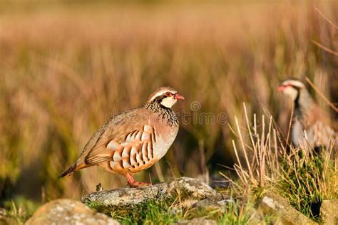 Wild Red-legged Partridge in Natural Habitat of Reeds and Grasses on Moorland in Yorkshire Stock ...