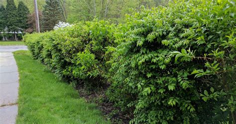 Timing, Tools, and Tips for Pruning your Shrubs | Kujo Yardwear