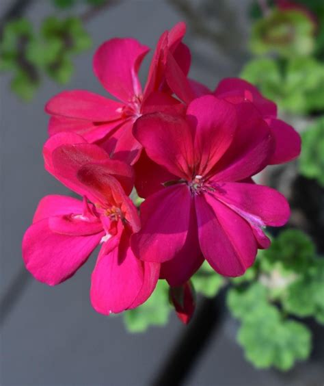 Pelargoniums: Plant Care and Collection of Varieties - Garden.org