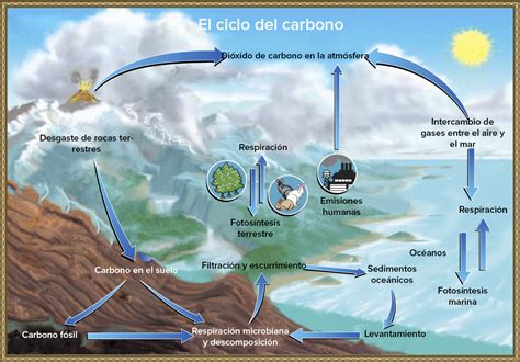 Esquema Del Ciclo Del Carbono