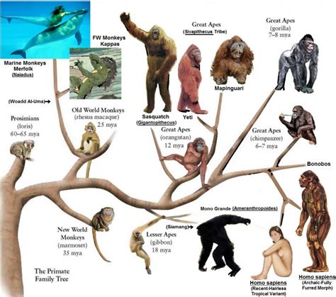 Primate Family Tree - Continuing Creation