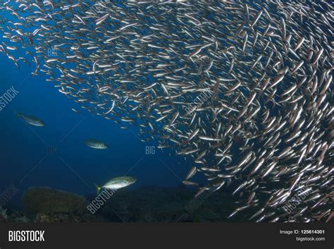 Sardines Fish Image & Photo (Free Trial) | Bigstock