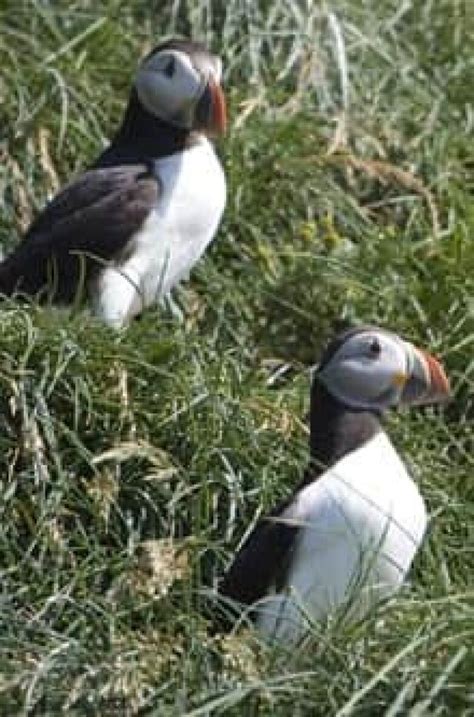 Ignatieff champions puffin as symbol of Liberal party | CBC News