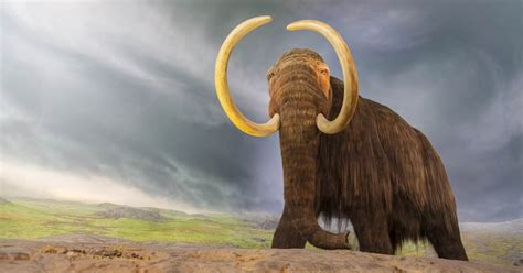 Paleontologists have dug up a 130,000-year-old mastodon skeleton that looks like it was ...