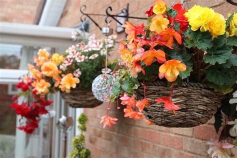 Growing Begonia In Hanging Baskets | Horticulture.co.uk