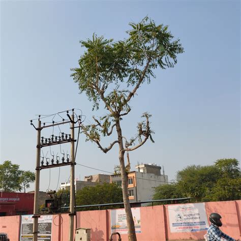 Ailanthus excelsa Roxb. by SONU KUMAR on 8 December 2023