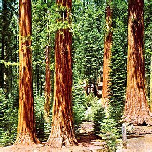 Coast redwood | Description, Life Span, Size, Endangered, & Facts ...