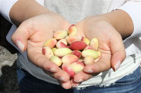 Whole Pistachio from Bronte – La Bottega della Nonna