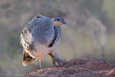 Malleefowl at Scotia « lirralirra