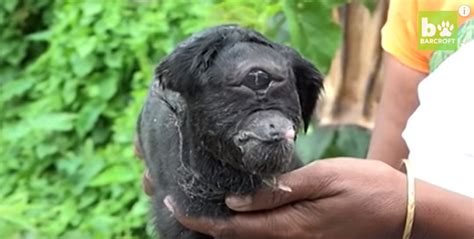 India's Rare 'Cyclops' Baby Goat Is Beating The Odds